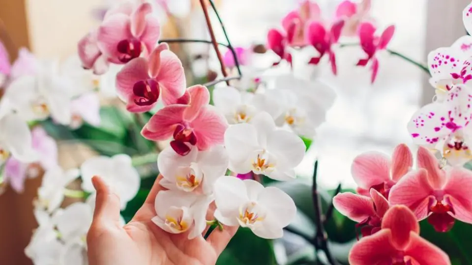 Wie Man Eine Orchidee Rettet Wie Man Sie In 5 Einfachen Schritten