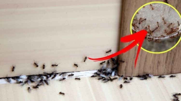 Natürliche Tipps zur Ameisenbekämpfung effektive RepellentLösungen