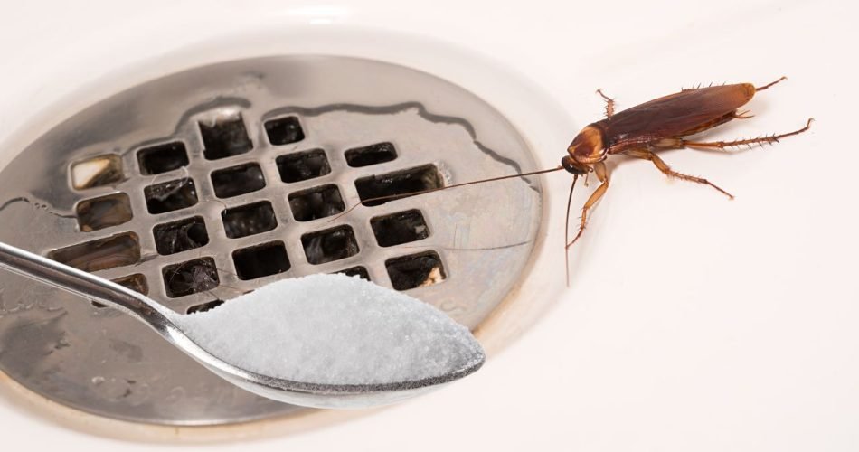 blatte doccia 950x500 1