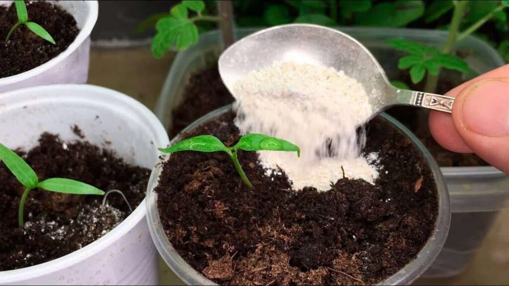 Versalo nelle piante