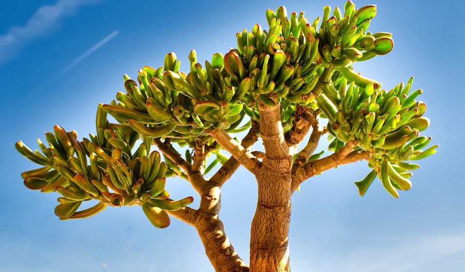 arbre de jade crassula ovata entretien arrosage et rempotage 7