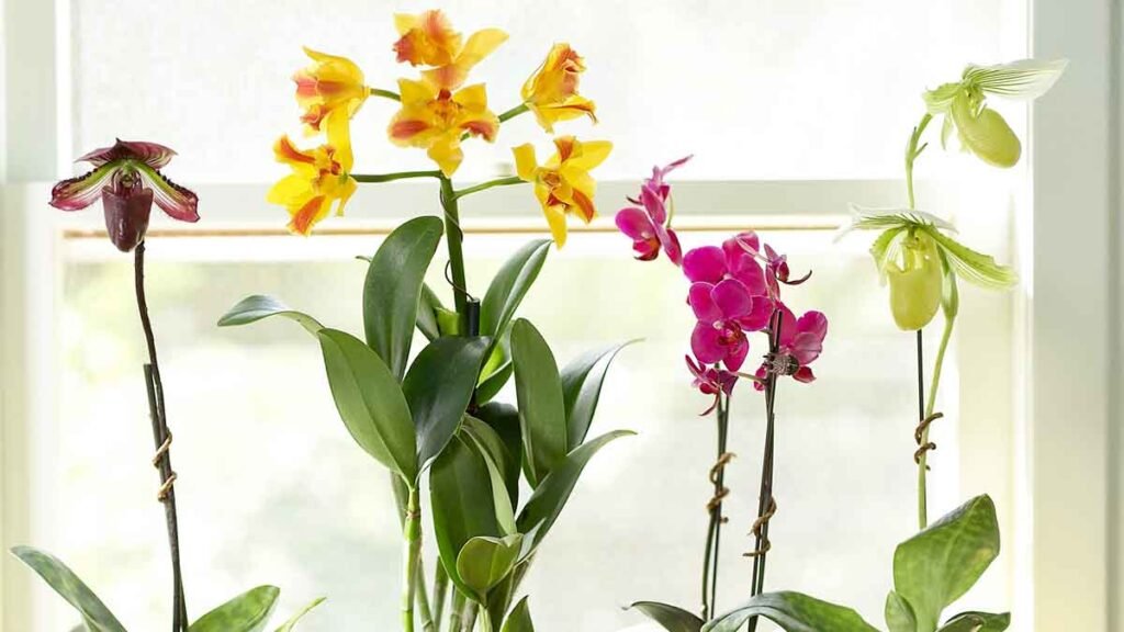 3 precieux conseils pour offrir une seconde vie a vos orchidees 1024x576 1