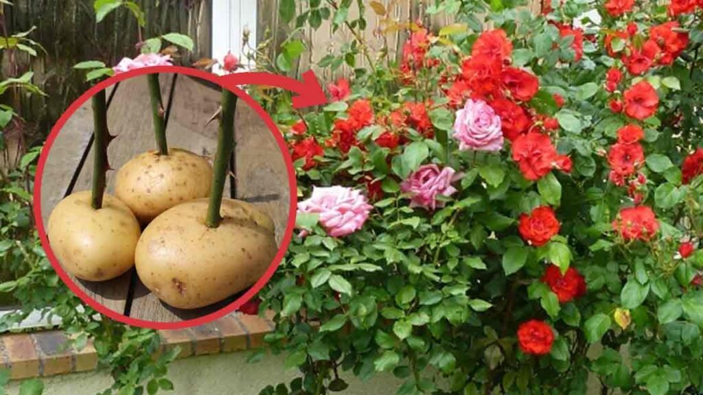 insolite faire pousser un rosier a partir dune tige de rose et dune pomme de terre 1024x576 1