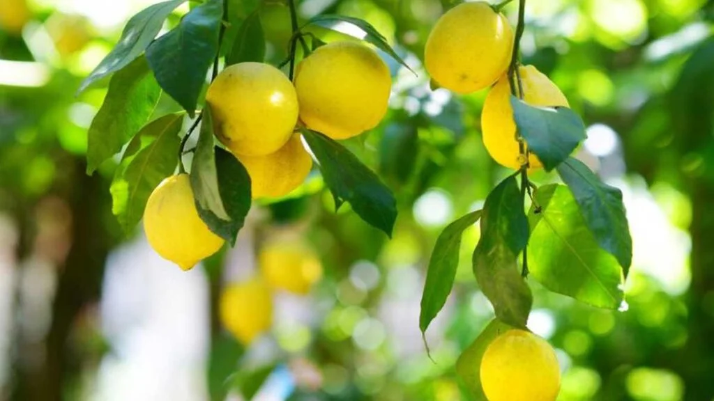 semis de citronnier voici les 5 conseils qui vous aideront a le rendre fort et vigoureux 1024x576.jpg