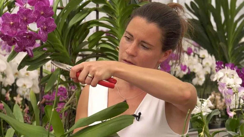 une pincee de cet ingredient suffit pour accelerer la floraison des orchidees 1024x576.jpg