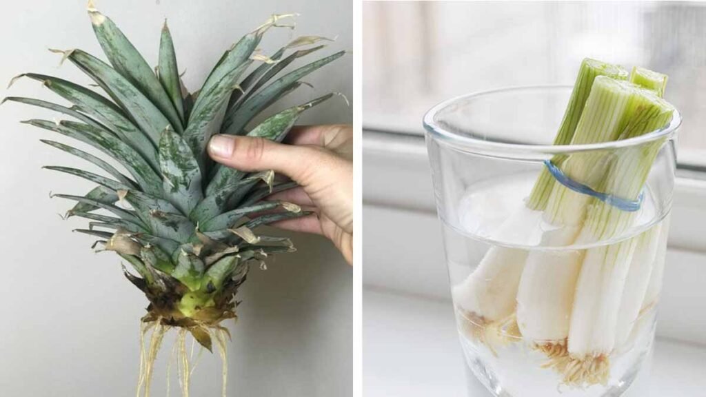 vous nosez plus jeter vos restes de fruits et legumes en voyant ces astuces de genie 1024x576 1