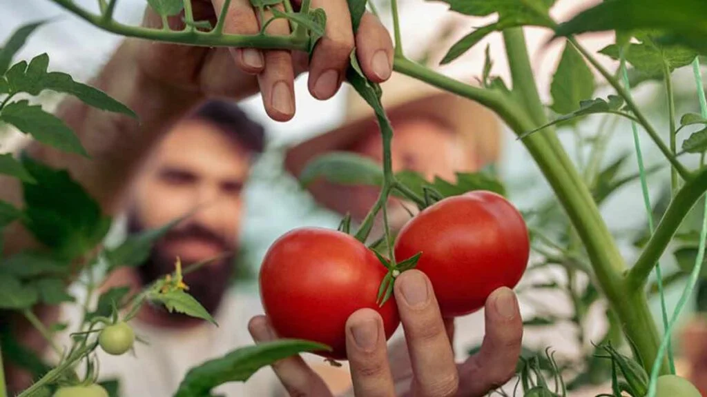 3 conseils precieux pour recolter de grosses tomates 1024x576.jpg