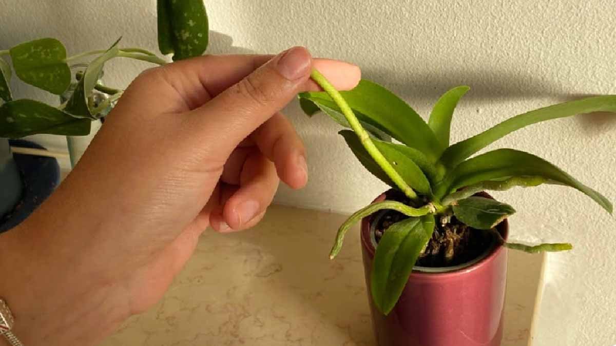 4 facons de stimuler la croissance dune nouvelle tige florale sur votre orchidee