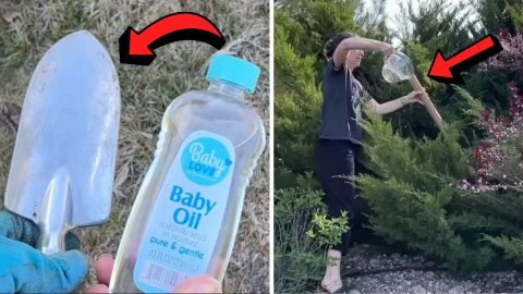 5 Life Saving Gardening Hacks That You Must Know 480x270 1