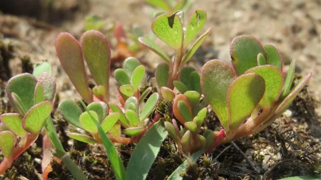 7 raisons qui expliquent pourquoi vous ne devriez jamais retirer cette mauvaise herbe de votre jardin 1024x576.jpg