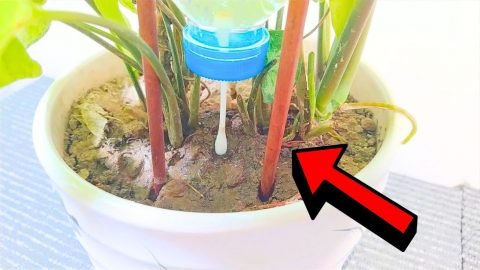 Easy DIY Drip Irrigation System Made Out of Recycled Materials 480x270 1