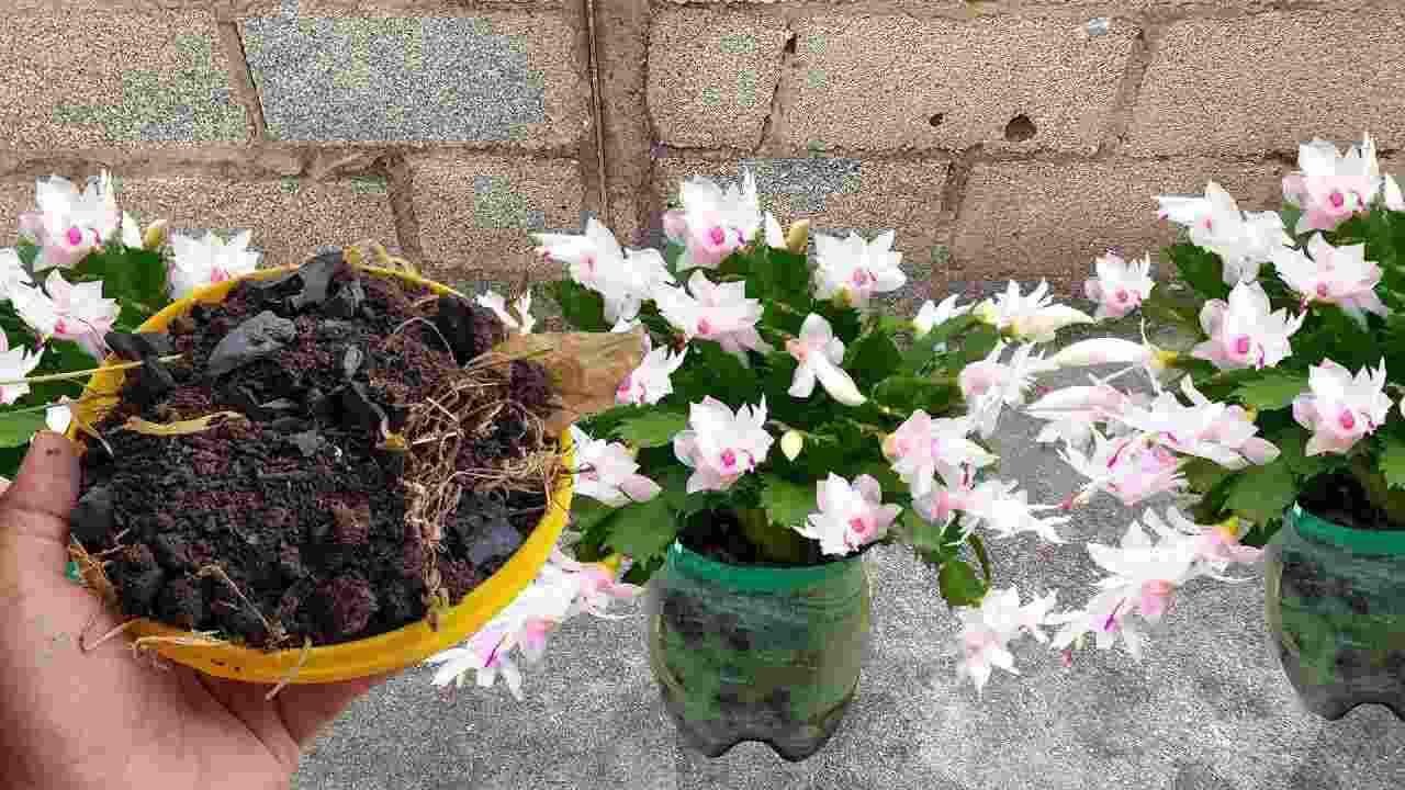 Fertilizzante a costo zero