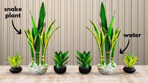 How to Grow Snake Plants in Water 480x270 1