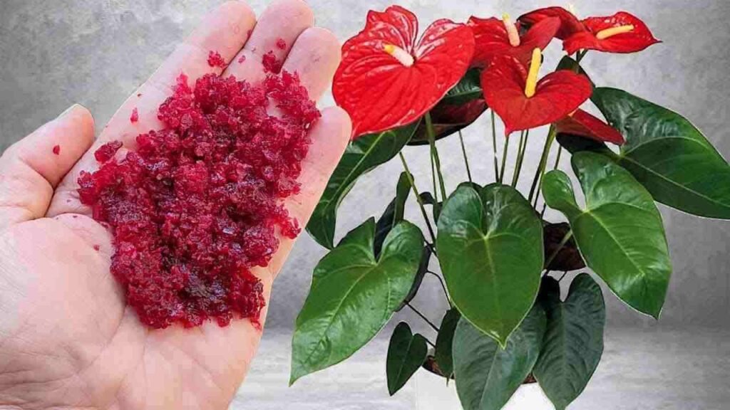 Ingrediente fioritura piante