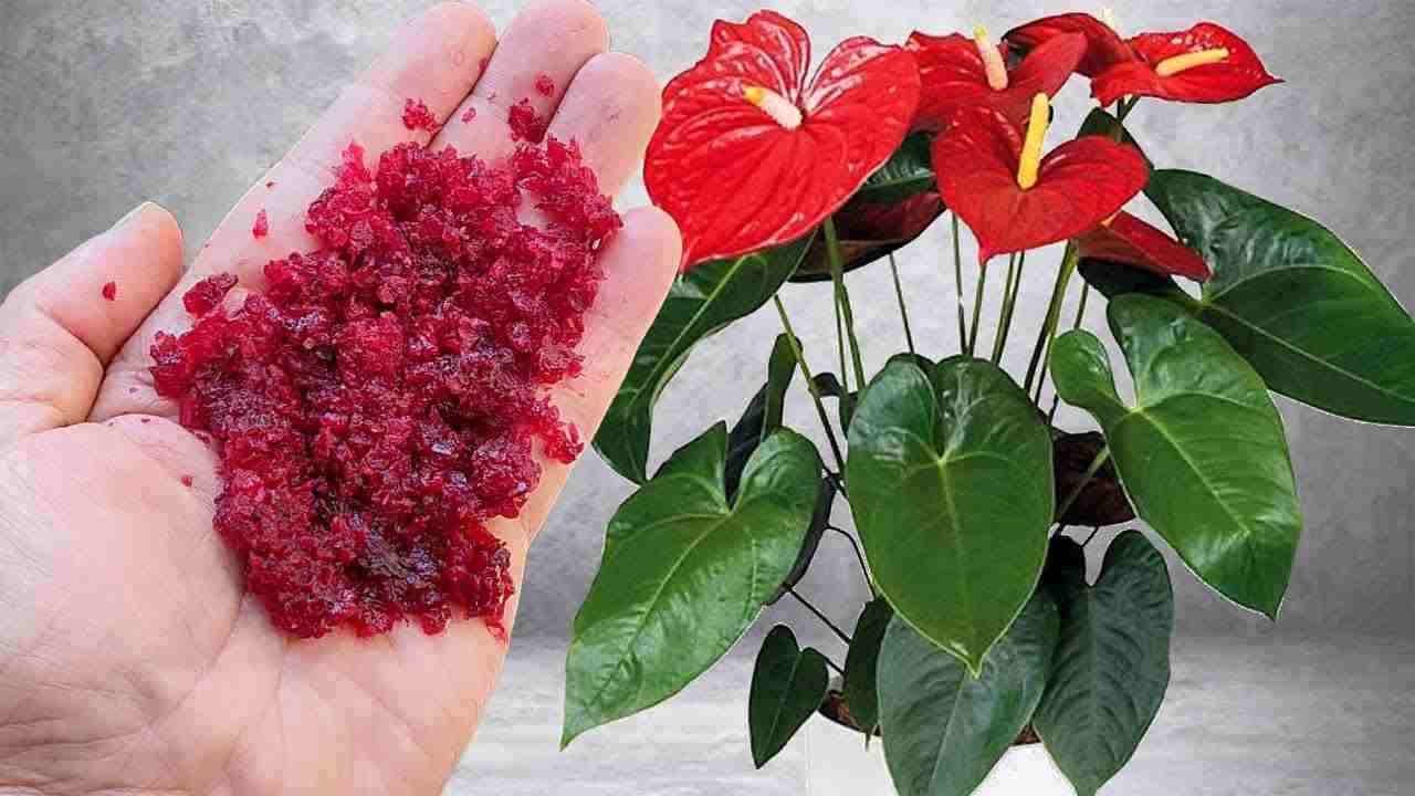 Ingrediente fioritura piante