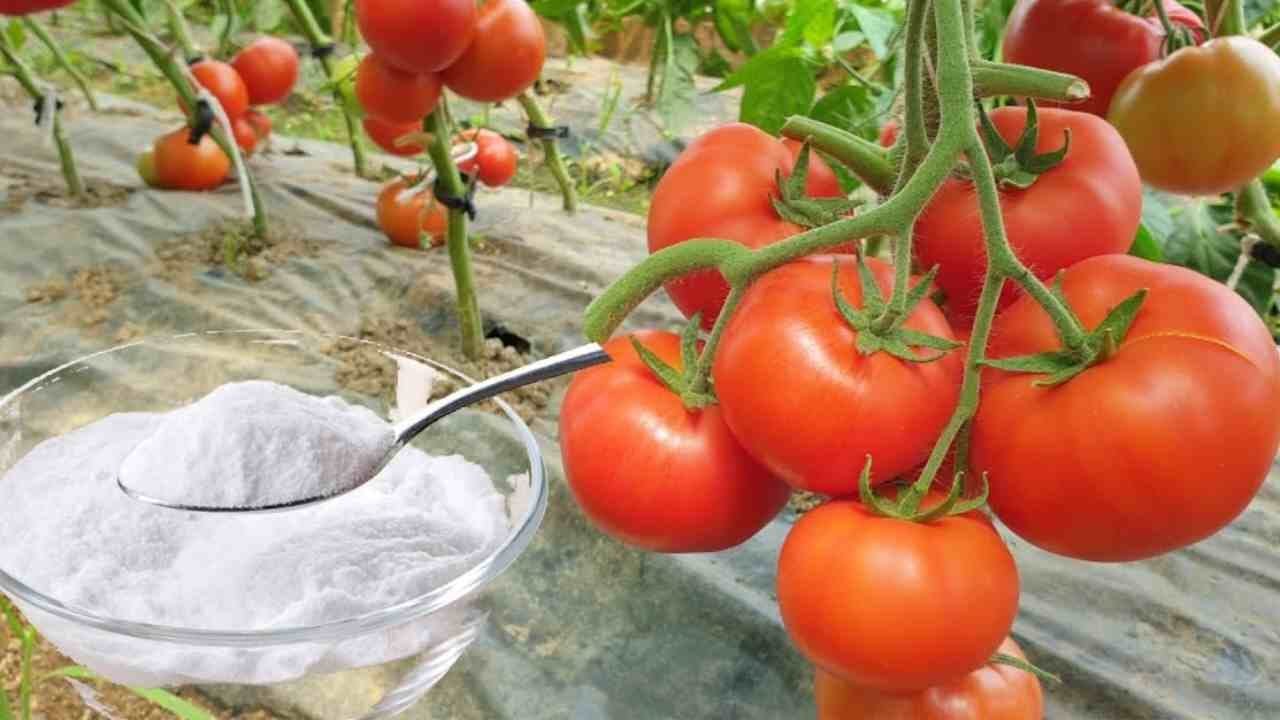39+ Schutz Gegen Schädlinge Im Gemüsegarten, Mit unseren tipps