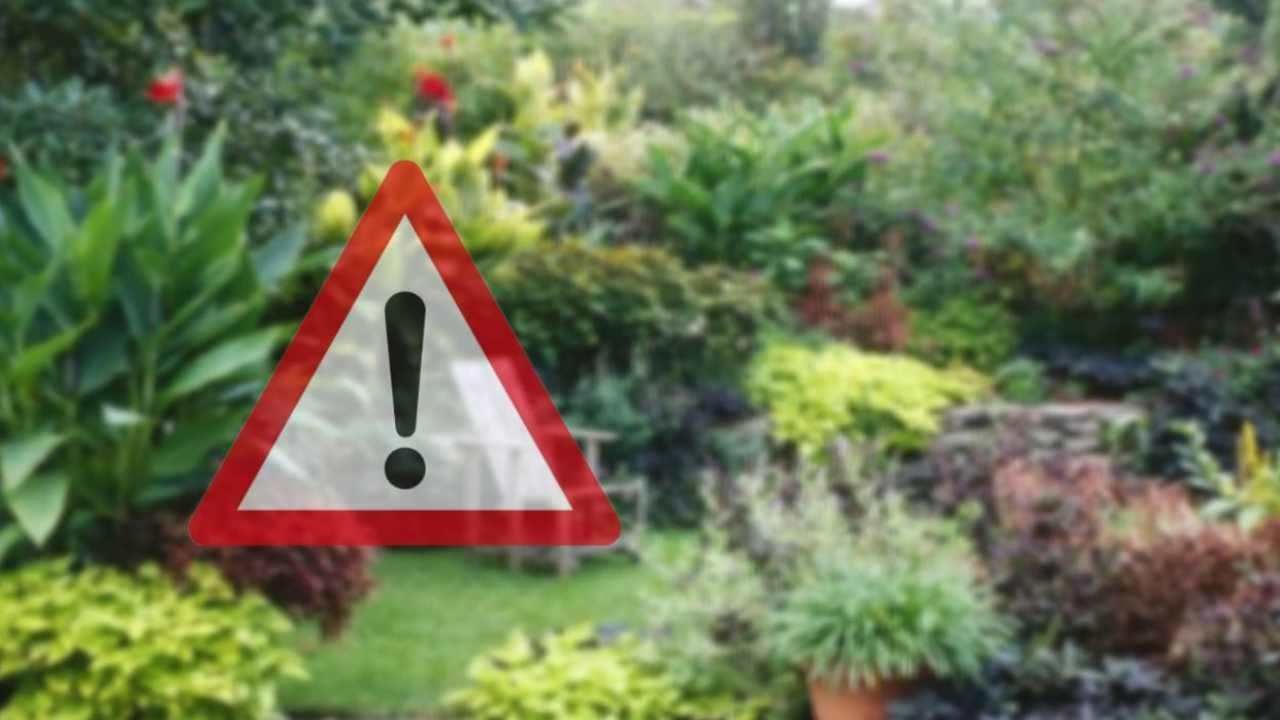 Pianta velenosa per il cuore