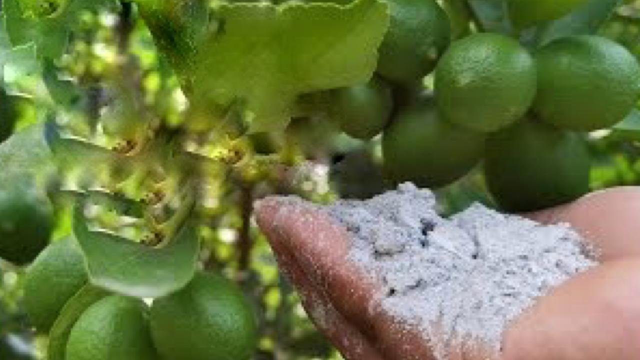 Polvere sulle piante