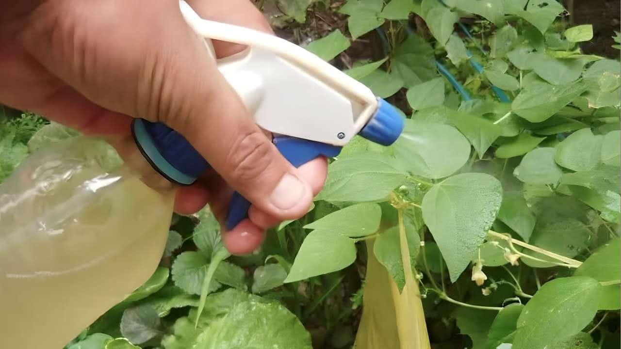 Potente fungicida naturale