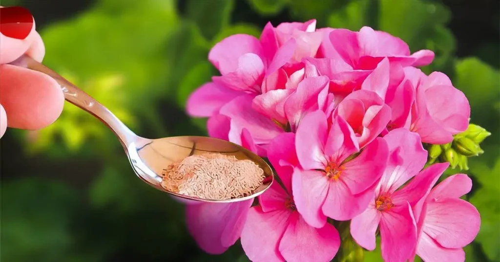 Versez en sur vos geraniums pour les faire fleurir rapidement final 1200x628 1 1024x536 1