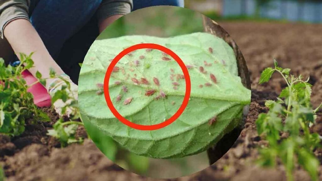 adieu les pucerons la solution a cout zero se trouve au jardin un pesticide tres puissant 1024x576 1