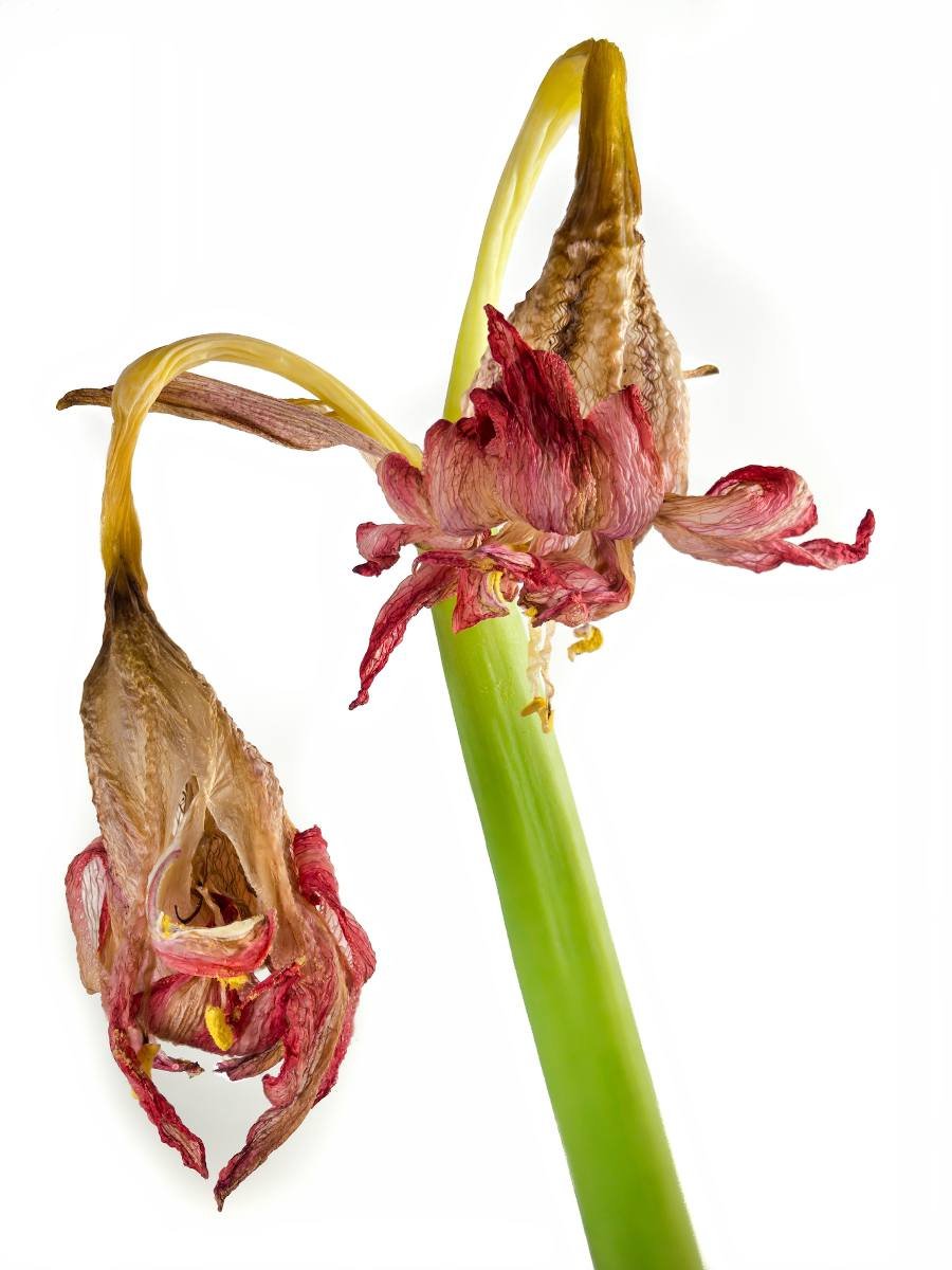 amaryllis apres floraison fleur fanee