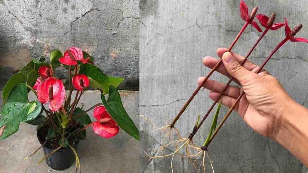 anthurium comment font les pepinieristes pour multiplier cette plante rapidement 1