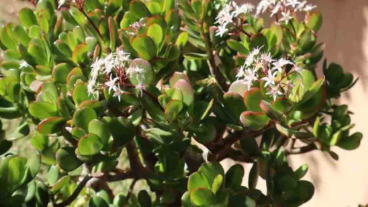 arbre de jade utilisez une cuilleree de cet ingredient pour des plantes exceptionnelles