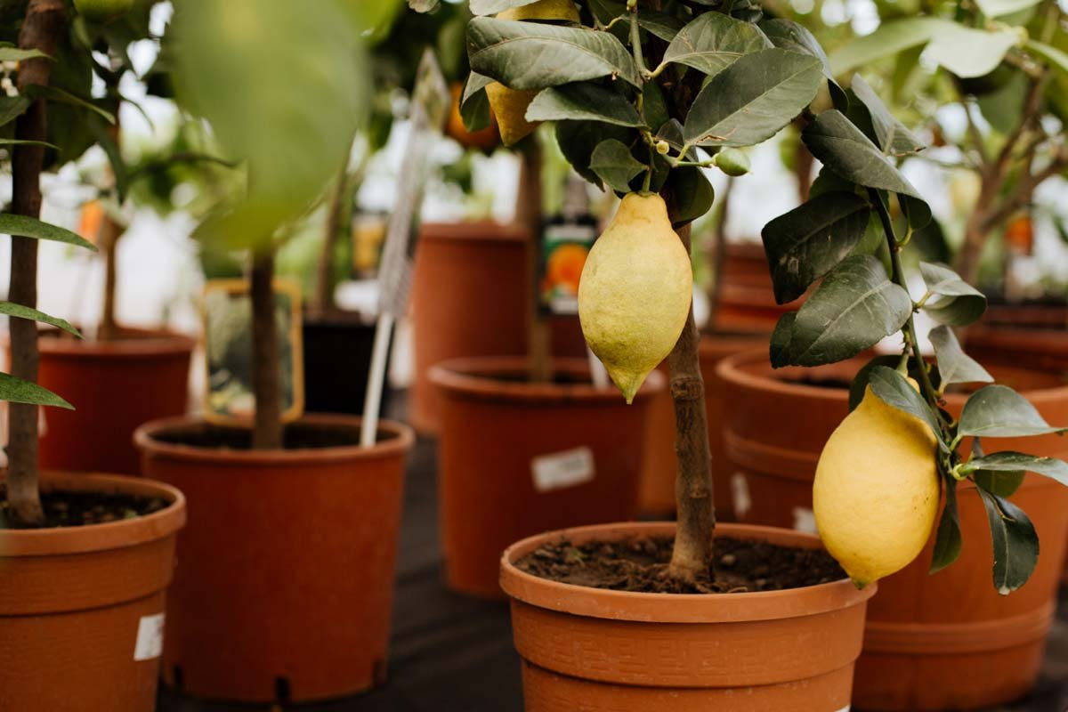 arrosage citronnier en pot