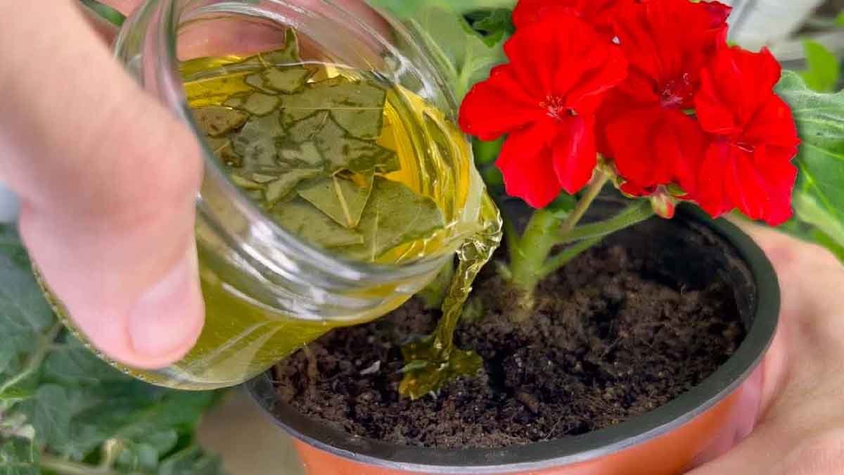 avec cet ingredient vous pouvez rendre vigoureuse la plante la plus jaunie et la plus pourrie