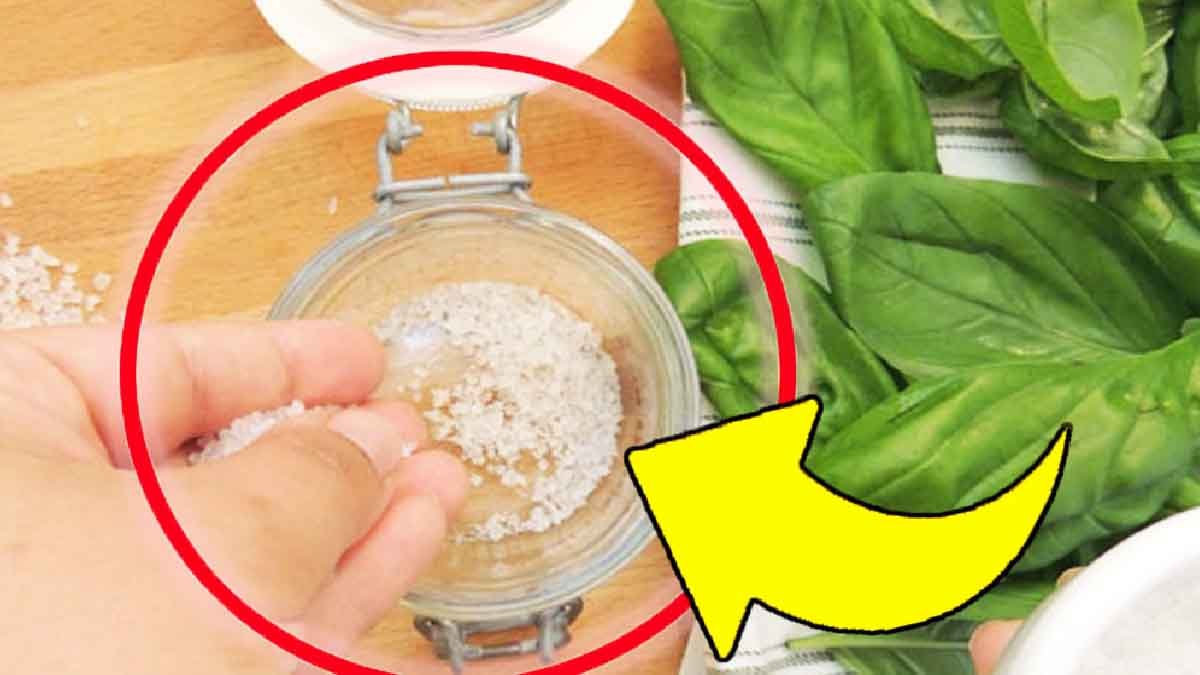 basilic et sel un melange tres precieux dont vous ne pouvez plus vous en passer en cuisine