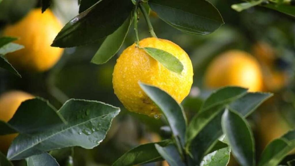 comment conserver les citrons pour pouvoir en profiter a tout moment