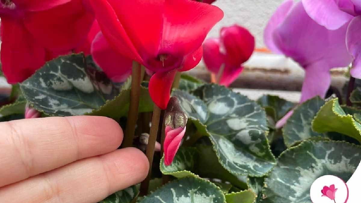 comment stimuler les bourgeons du cyclamen pour avoir une floraison majestueuse