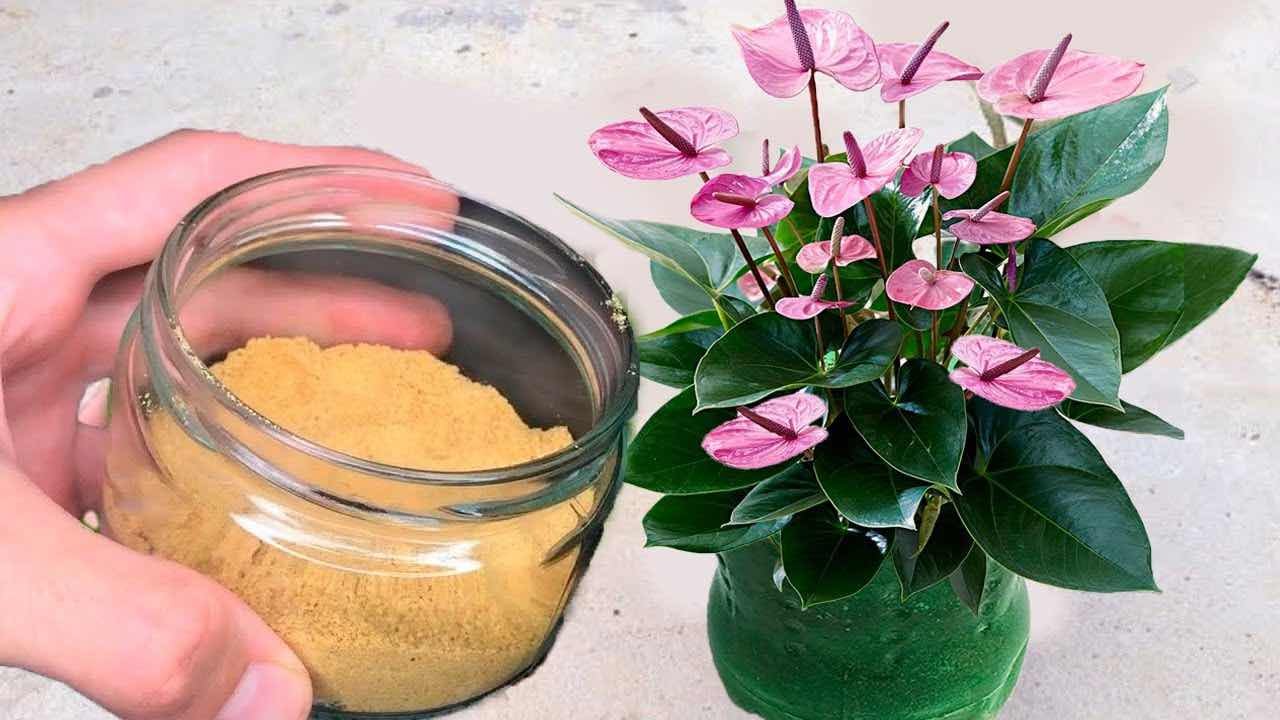 fertilizzante migliore 1 1