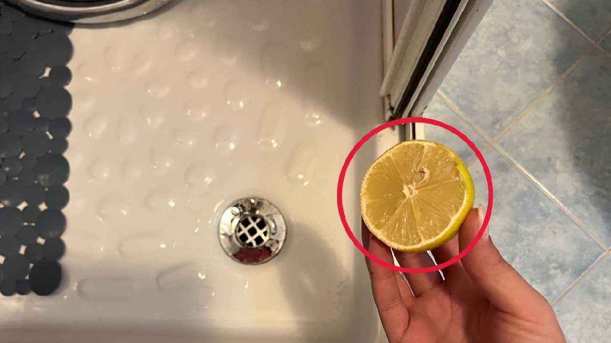 feuilles de laurier la solution ultime pour neutraliser les mauvaises odeurs du four 1