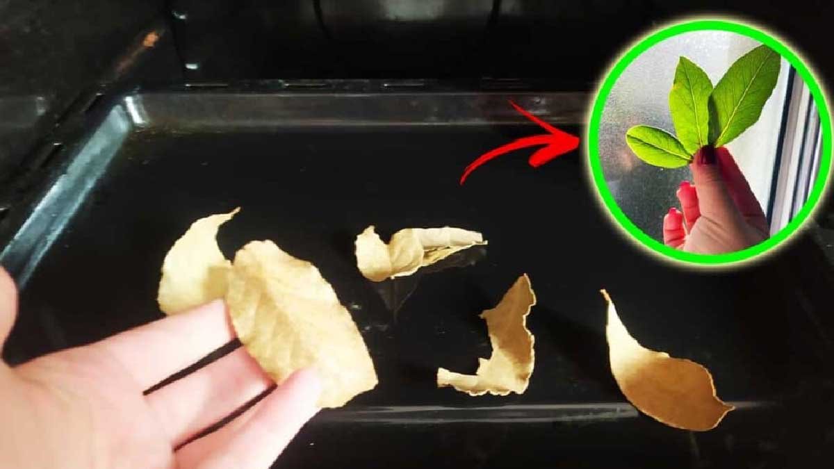 feuilles de laurier la solution ultime pour neutraliser les mauvaises odeurs du four