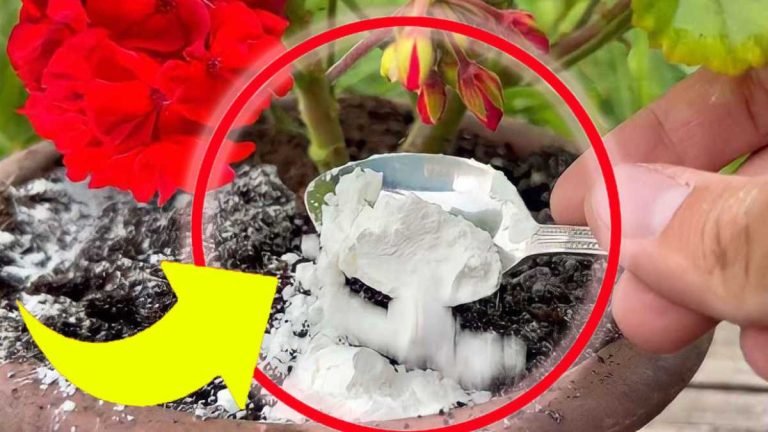 geranium vigoureux et luxuriant 768x432 1