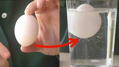how to tell if eggs are fresh 480x270 1