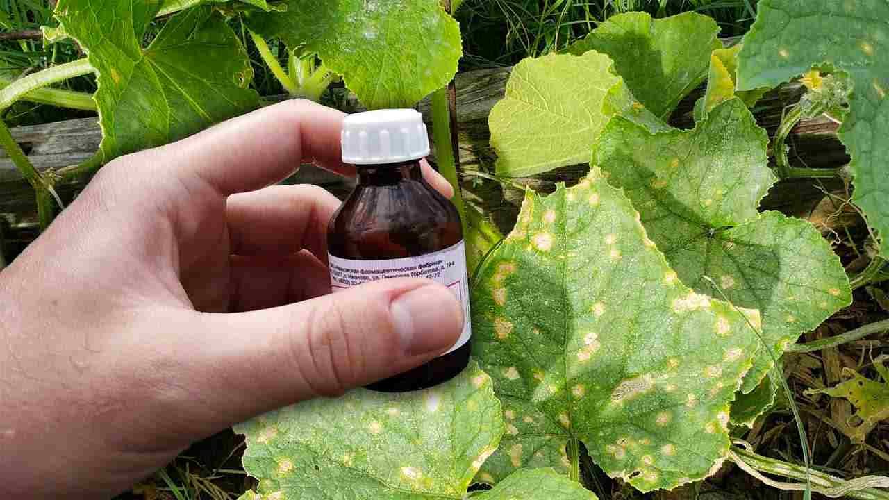 ingrediente sui cetrioli 1