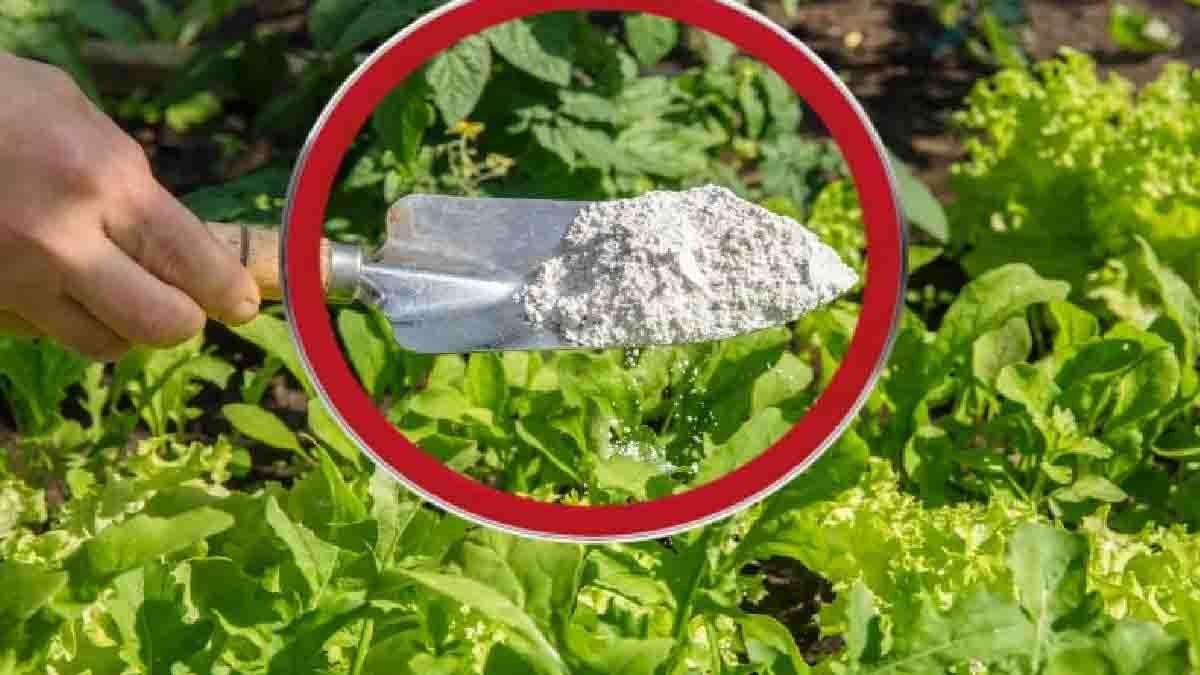 jai repandu ce pesticide naturel partout dans mon jardin on la tous a la maison