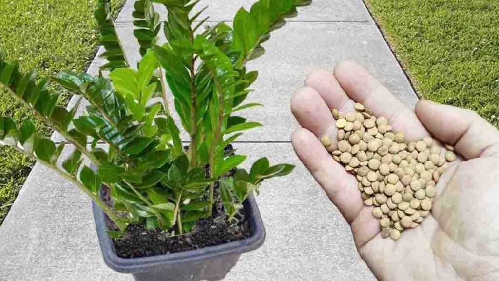 juste 1 tasse de cette legumineuse parvient a exploser la floraison de vos plantes