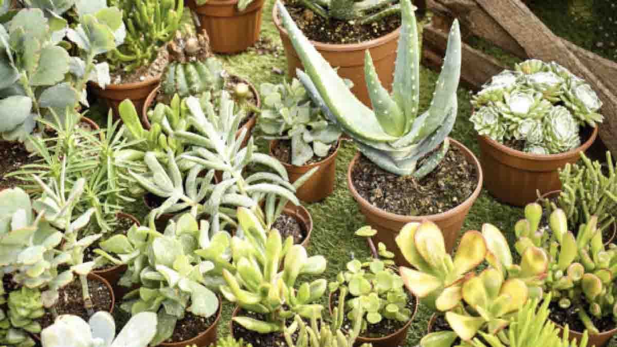 lastuce de leponge pour avoir des plantes belles et luxuriantes 1