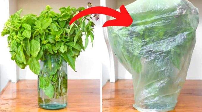 lastuce pour conserver le basilic frais pendant des mois