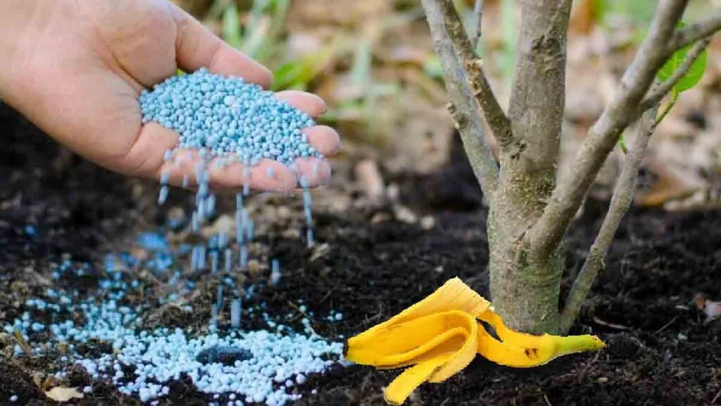 les 4 meilleurs engrais naturels pour stimuler la croissance de vos plantes 1024x576.jpg