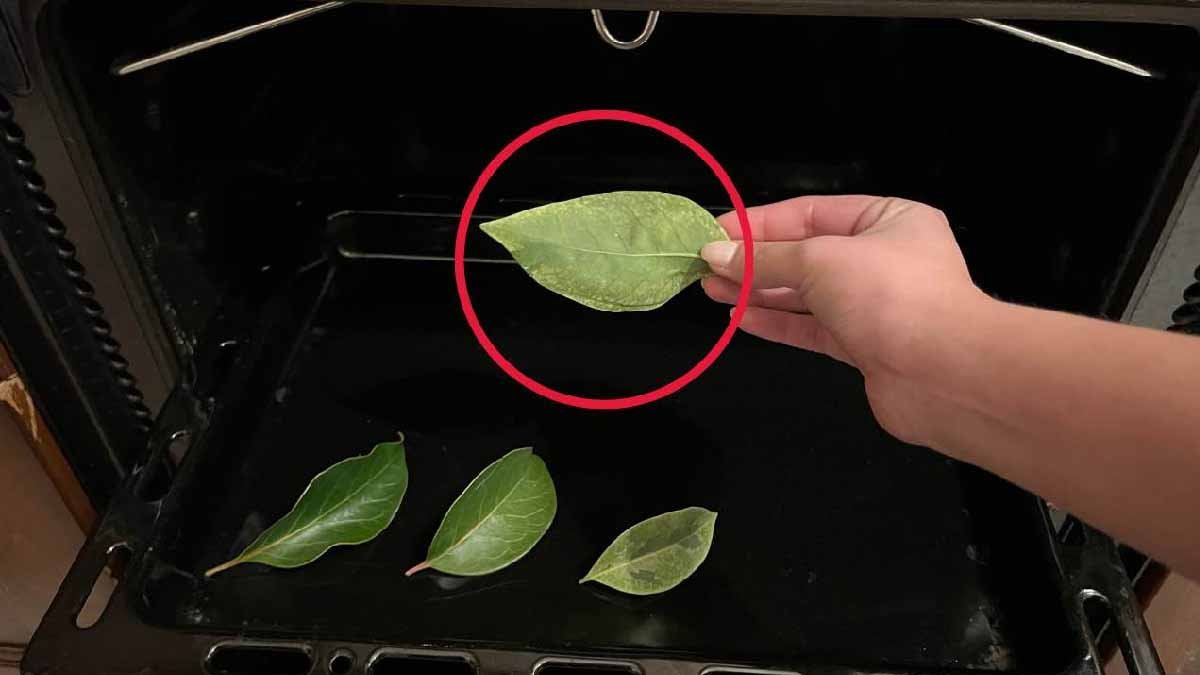 mettez les feuilles doranger au four et apres 15 minutes vous assisterez a un resultat extraordinaire