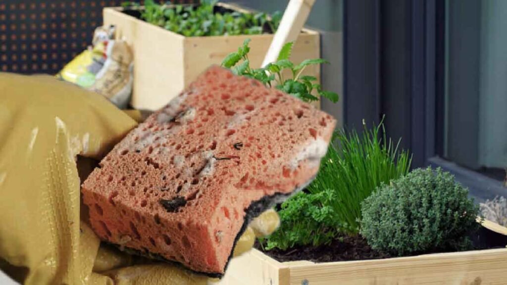 ne les jetez plus recyclez vos vieilles eponges a vaisselle dans votre jardin