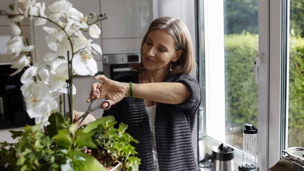 orchidee 6 conseils dentretien pour 100 de succes 1024x576 1