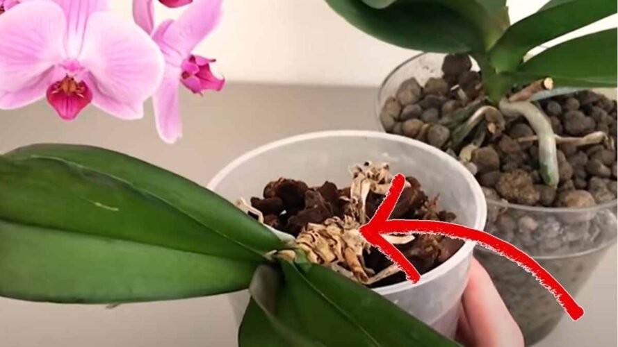 orchidee aux racines seches ne la jetez pas voici comment la sauver