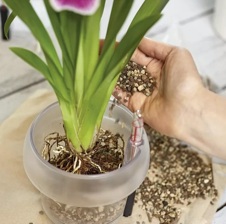 orchidee fertilisation e1642493897141