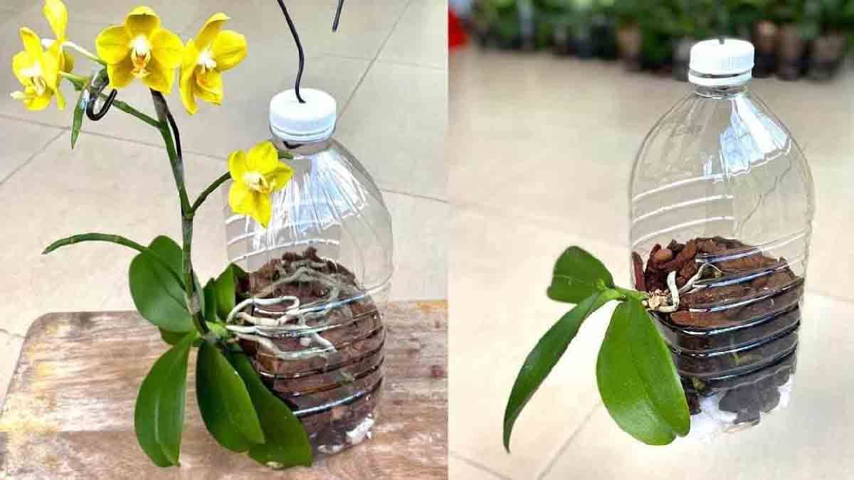 Orchidee Cresceranno rapidamente se li pianti in questo modo